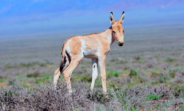 Брачный период у куланов начинается в мае Брачный период у куланов начинается в мае