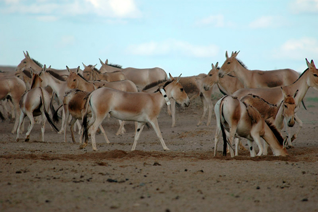 Популяция куланов вызывает беспокойство, поэтому они занесены в Красную книгу Популяция куланов вызывает беспокойство, поэтому они занесены в Красную книгу
