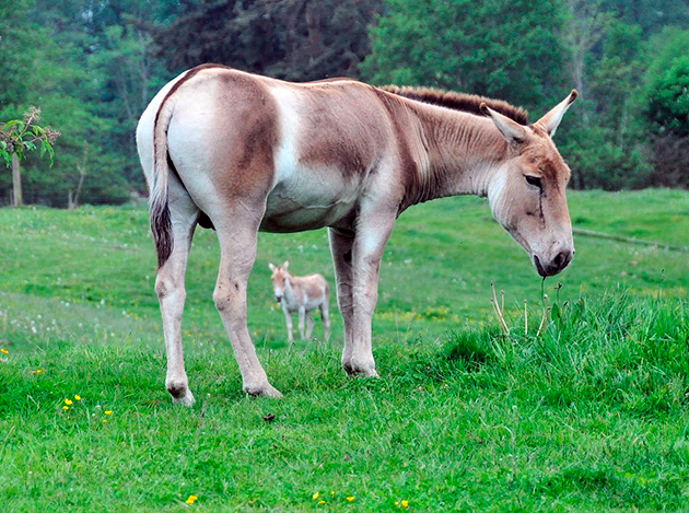 Кулан или азиатский осел Кулан или азиатский осел