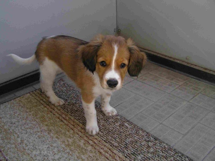 Kenneler hvor man kan kjøpe en valp Pris