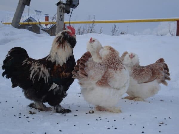 Куры Фавероль