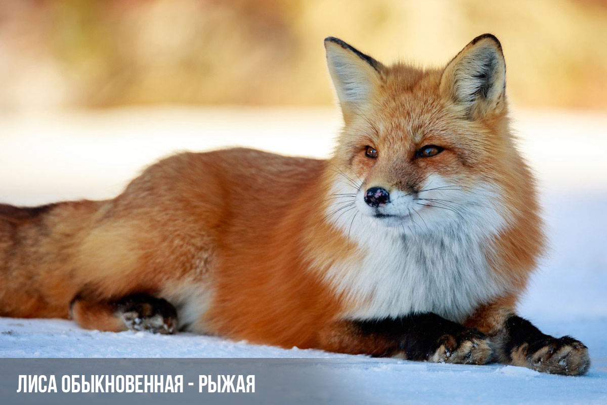 Рыжая лиса