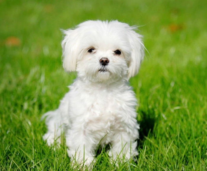 Древнейшая порода Декоративные собаки