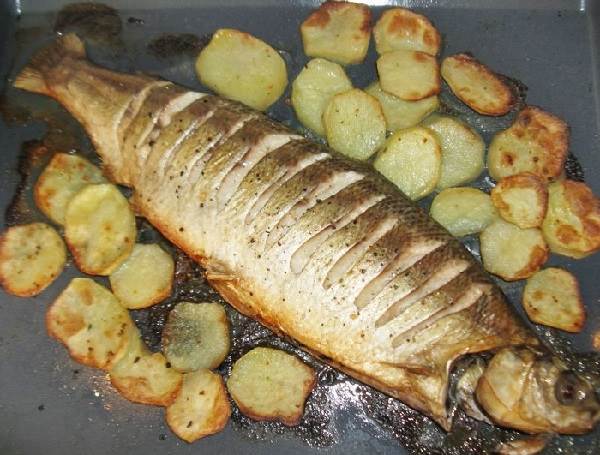 Nelma-fisk-Beskrivelse-funksjoner-livsstil-og-habitat-fisk-nelma-4