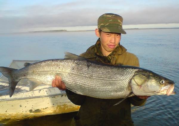 Nelma-fisk-Beskrivelse-funksjoner-livsstil-og-habitat-til-fisk-nelma-6