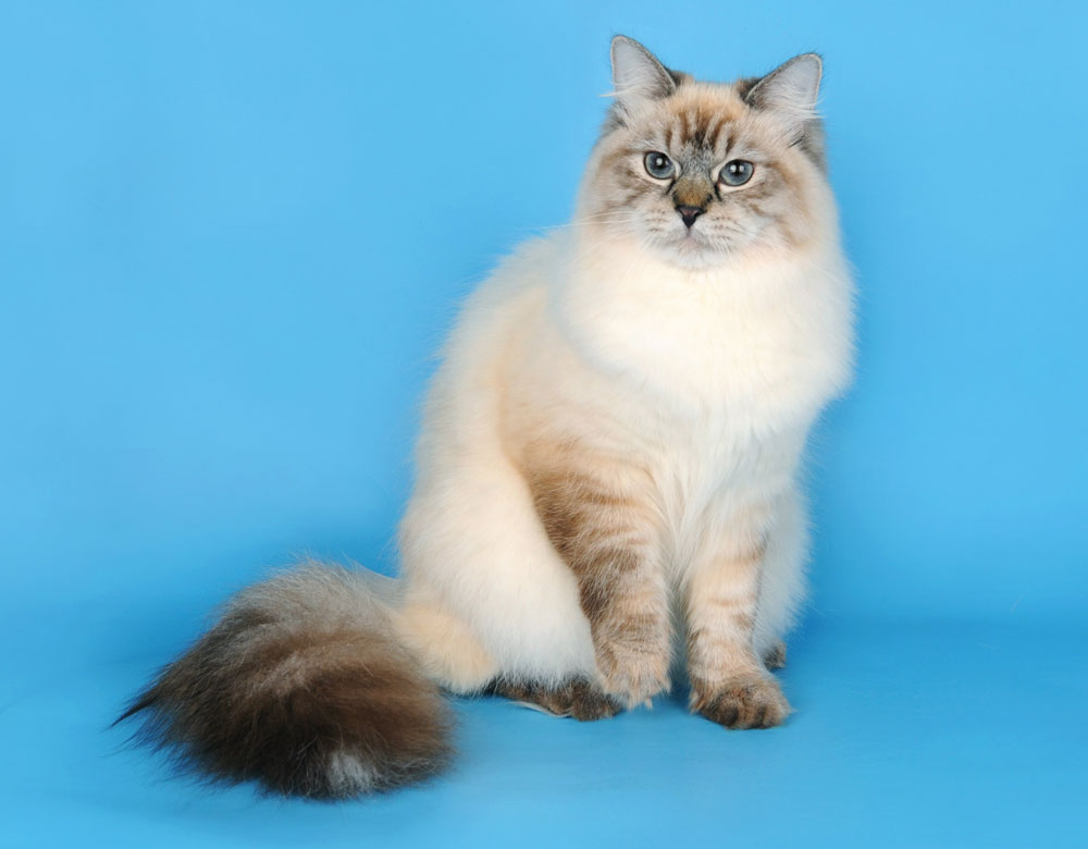 Невский маскарад