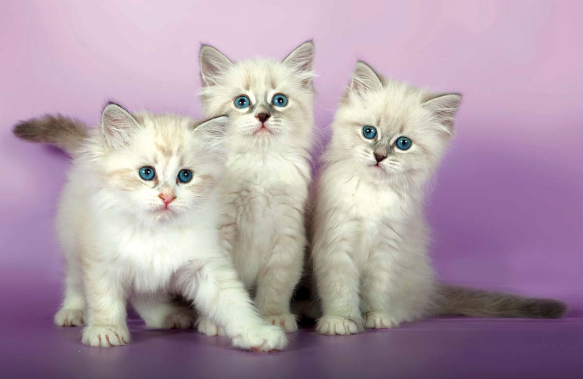 Невский маскарад