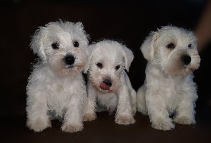 Disse fargene er tillatt