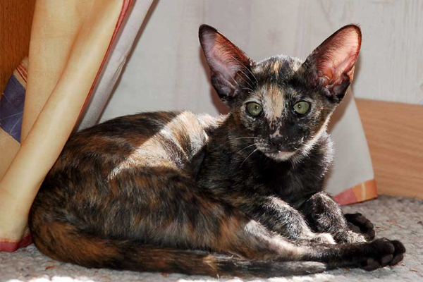 Ориентальная кошка черепахового окраса