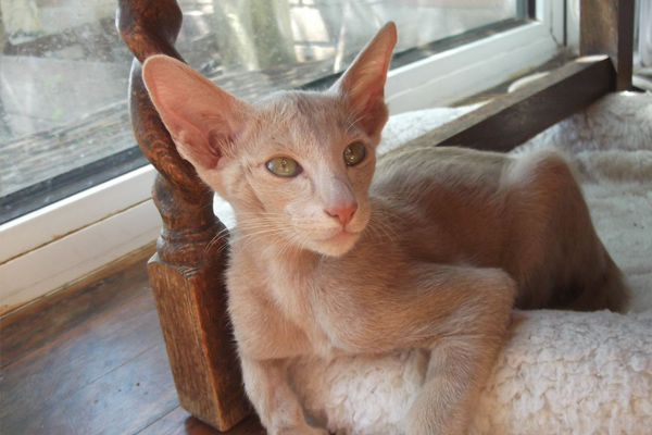 Раскраска Ориентальная кошка палевый