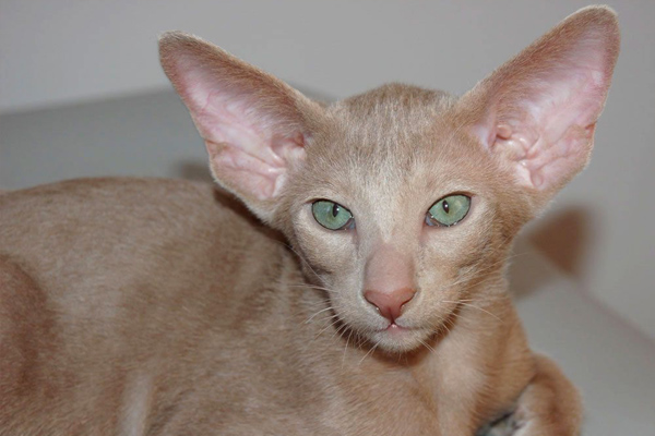 Лиловая ориентальная кошка