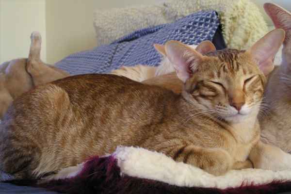 Ориентальная кошка: окрас табби