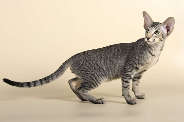 Рисунок тигра на риентальной кошке