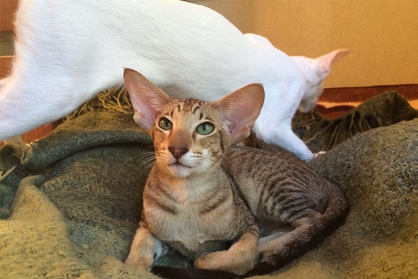 Ориентальная кошка в клетку