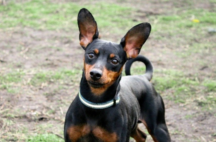 Valg ved fôring Ernæringsingredienser