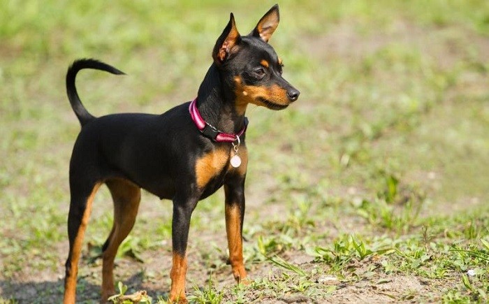 Opprinnelsen til rasen Utseendet til en hund
