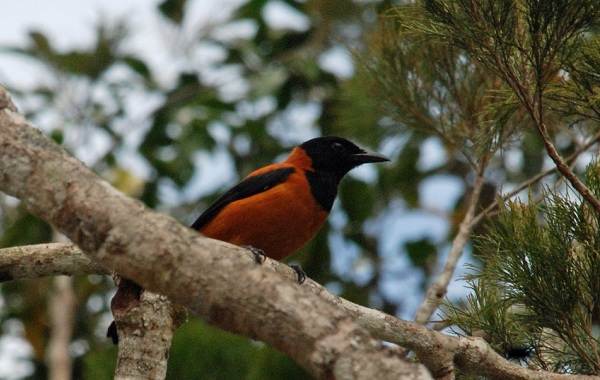 Птица-питоху-Описание-и-особенности-питоху-3