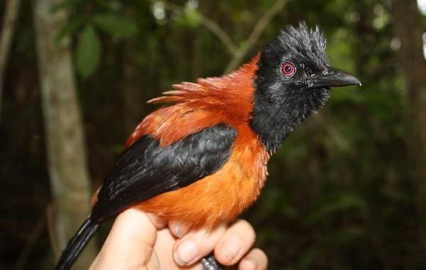 Птица-питоху-Описание-и-особенности-питоху-5