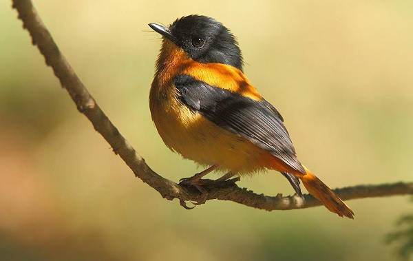 Птица-питоху-Описание-и-особенности-питоху-6