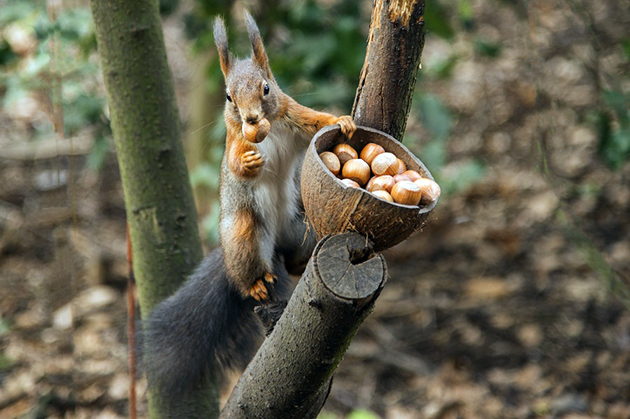 Белки всеядны, но предпочитают растительную пищу