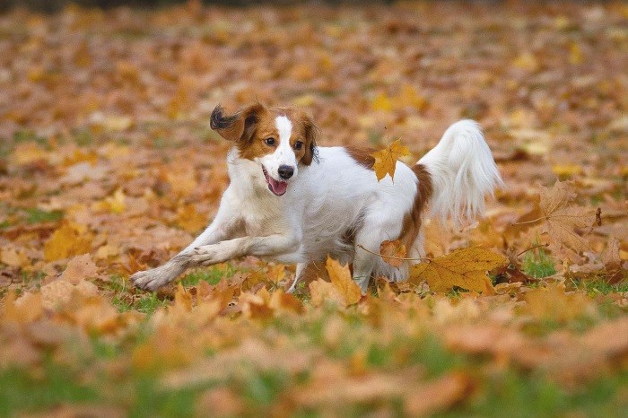 Opprinnelseshistorie Oppdrettet i Holland
