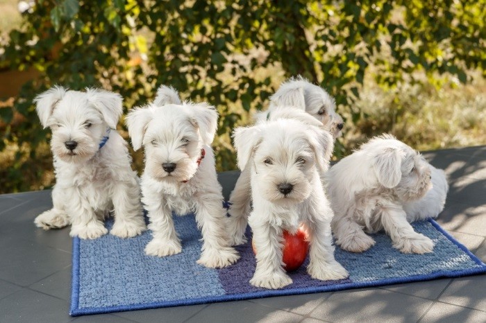 Kennel som tilbyr valper