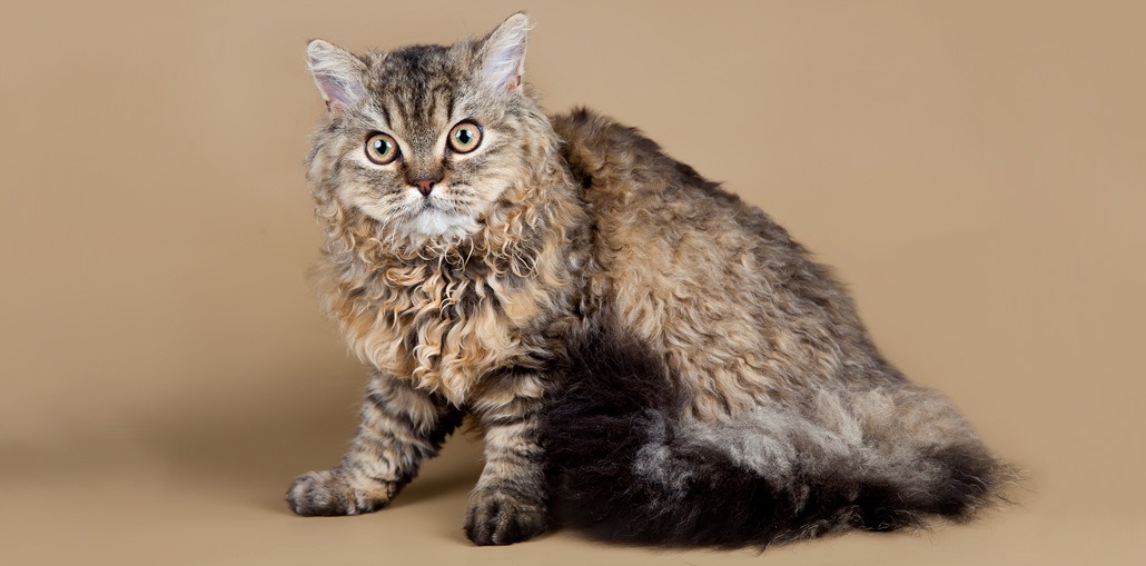 Селкирк рекс