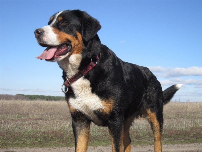 Имеет яркий окрас