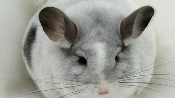 Избыточный вес