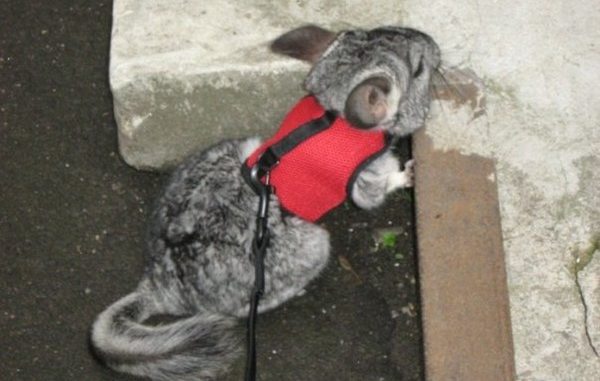 Жевательная пена шиншиллы