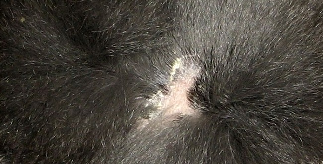 Стригущий лишай у шиншилл