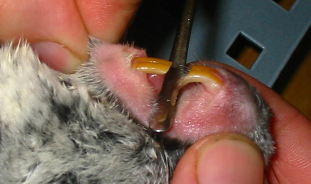 Шиншилла с неправильным прикусом