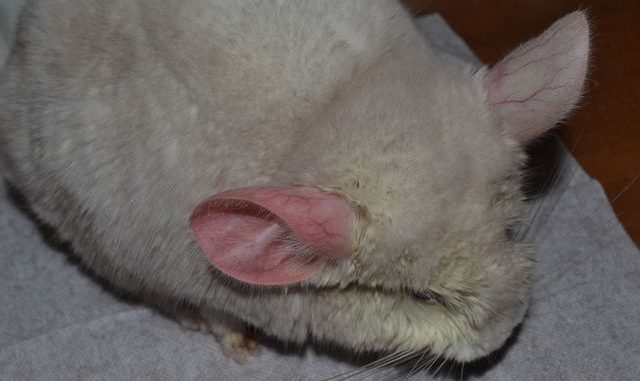 Шиншилла с красным ухом