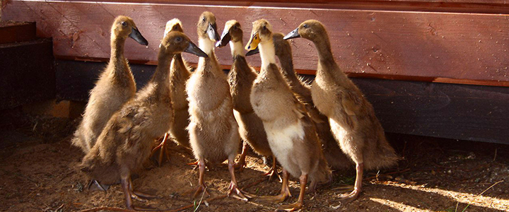 Сколько времени кряква насиживает яйца Сколько времени утка насиживает яйца