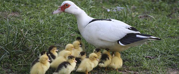 Сколько времени утка-шипунья насиживает яйца Сколько по времени насиживает утка яйца