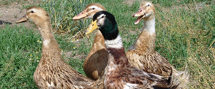 Сколько времени башкирская утка насиживает яйца Сколько времени утка насиживает яйца