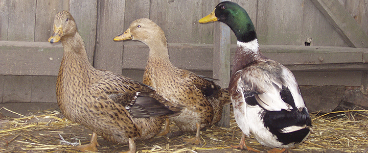 Сколько времени насиживает яйца украинская утка Сколько времени утка насиживает яйца