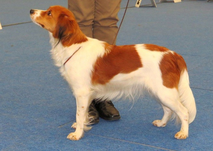 Hundestell og vedlikehold Født jeger