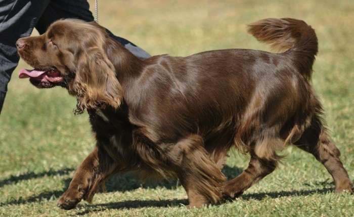 Beskrivelse av rasen Vekt og høyde