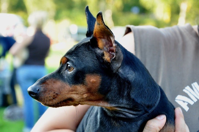 Ta vare på en dvergdobermann Holde hund
