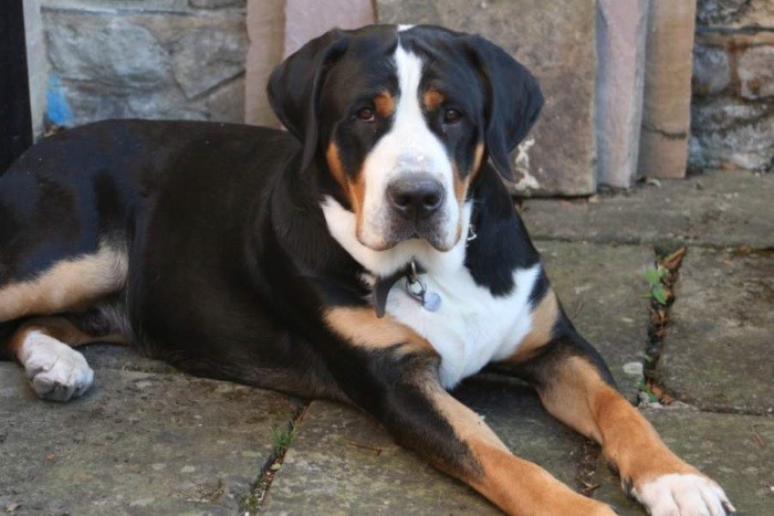 Зенненхунды чистоплотны