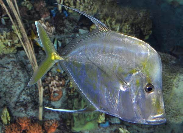 Сошник-рыба-Описание-функции-виды-и-среда обитания- сошник-3