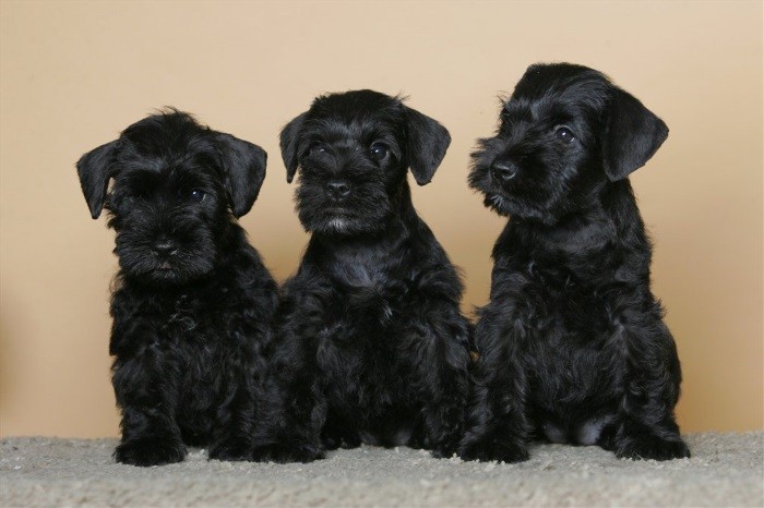 Samle informasjon om standarden