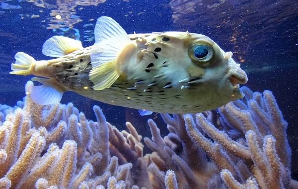 Ядовитые-рыбы-Описания-особенности-и-названия-ядовитых-рыб-18