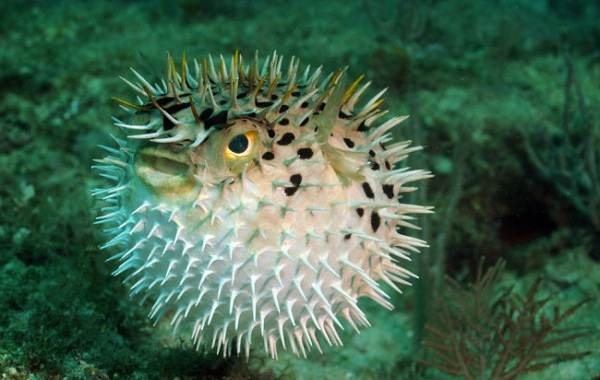 Ядовитые-рыбы-Описания-особенности-и-названия-ядовитых-рыб-19