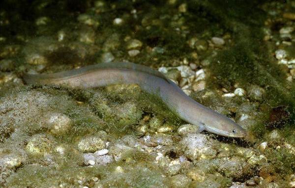 Ядовитые-рыбы-Описания-особенности-и-названия-ядовитых-рыб-20