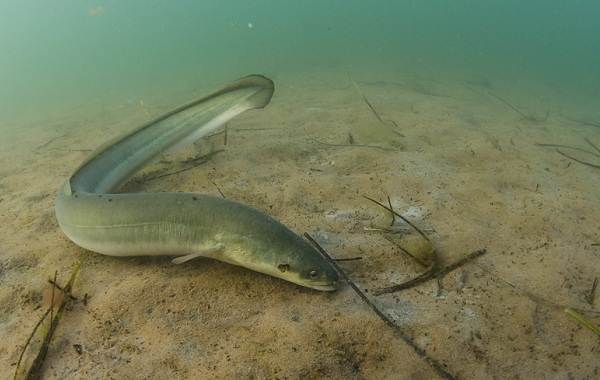 Ядовитые-рыбы-Описания-особенности-и-названия-ядовитых-рыб-21