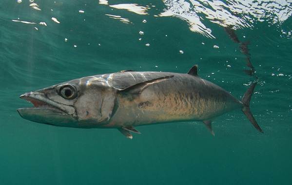 Ядовитые-рыбы-Описания-особенности-и-названия-ядовитых-рыб-22