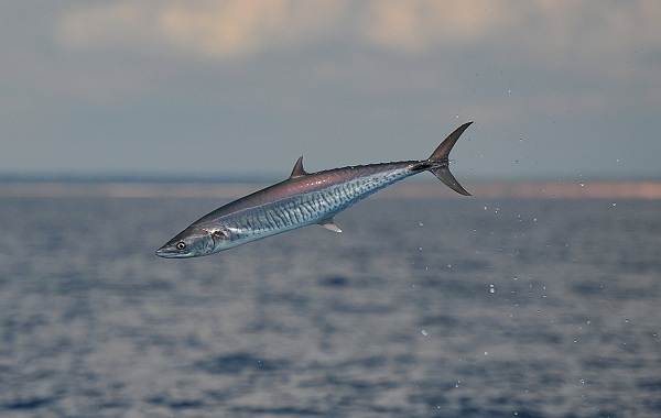 Ядовитые-рыбы-Описания-особенности-и-названия-ядовитых-рыб-23