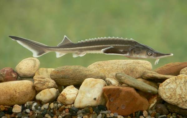 Ядовитые-рыбы-Описания-особенности-и-названия-ядовитых-рыб-24